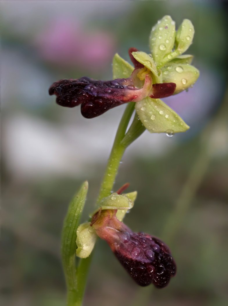 Anno nuovo, orchidee nuove: dalla Grecia con passione.